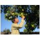 63. Pear harvest.jpg