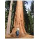 2. Redwood.jpg